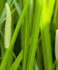 Sweet Flag Grass Seeds - 250 Acorus Calamus Ornamental Wetland Pond Seeds - Image 9