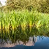 Sweet Flag Grass Seeds - 250 Acorus Calamus Ornamental Wetland Pond Seeds - Image 1