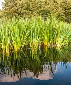 Sweet Flag Grass Seeds - 250 Acorus Calamus Ornamental Wetland Pond Seeds - Image 1