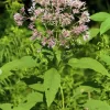 Sweet Joe Pye Weed Live Plant – 10 Starter Plug Seedlings – Native Perennial - Image 1