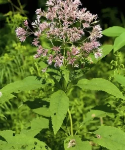 Sweet Joe Pye Weed Live Plant – 10 Starter Plug Seedlings – Native Perennial - Image 1