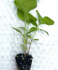 Sweet Joe Pye Weed Live Plant - 5 Starter Plug Seedlings - Native Perennial - Image 3