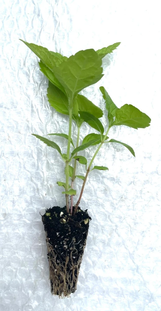 Sweet Joe Pye Weed Live Plant - 5 Starter Plug Seedlings - Native Perennial - Image 3