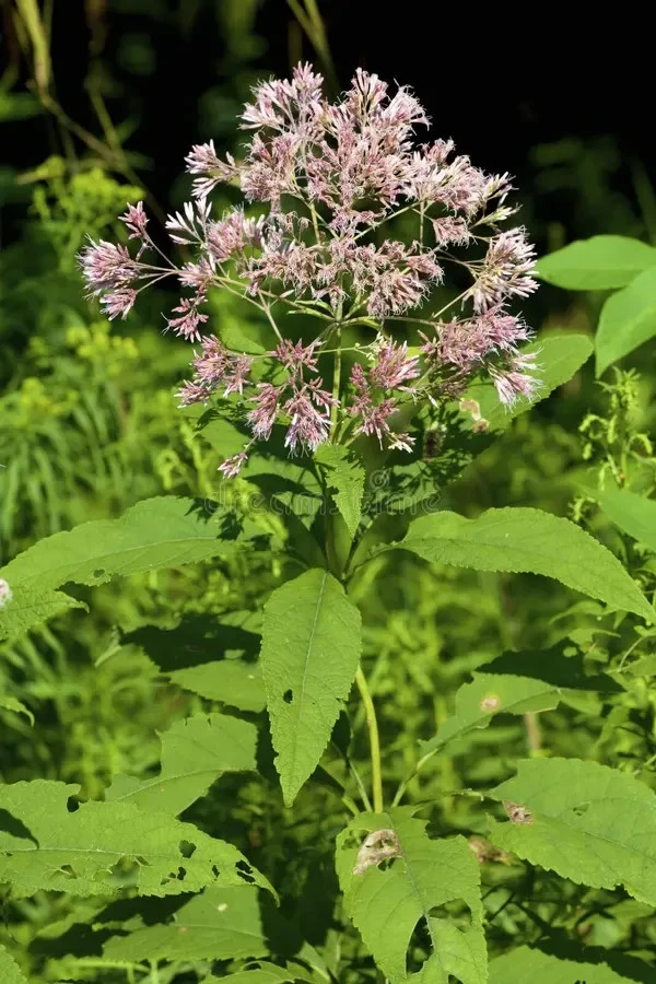 Sweet Joe Pye Weed Live Plant - 5 Starter Plug Seedlings - Native Perennial - Image 1
