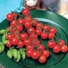 Sweet Million Cherry Tomato Seeds - 30 Crack-Resistant Seeds for Home Gardens - Image 1