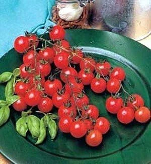 Sweet Million Cherry Tomato Seeds - 30 Crack-Resistant Seeds for Home Gardens - Image 1