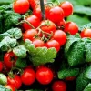 Sweet N Neat Scarlet Tomato Seeds - 15 Seeds for Indoor & Outdoor Growing - Image 1