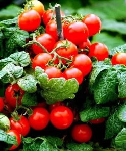 Sweet N Neat Scarlet Tomato Seeds - 15 Seeds for Indoor & Outdoor Growing - Image 1