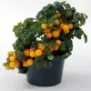 Sweet N Neat Yellow Tomato Seeds - 15 Seeds, Compact Dwarf Variety for Containers, Indoor/Outdoor - Image 1