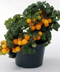 Sweet N Neat Yellow Tomato Seeds - 15 Seeds, Compact Dwarf Variety for Containers, Indoor/Outdoor - Image 1