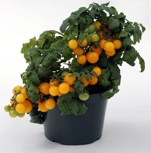 Sweet N Neat Yellow Tomato Seeds - 15 Seeds, Compact Dwarf Variety for Containers, Indoor/Outdoor - Image 1