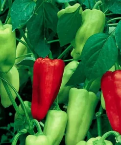 Sweet Pepperoncini Pepper Seeds - Non-GMO Heirloom Garden, 30+ Seeds - Image 1