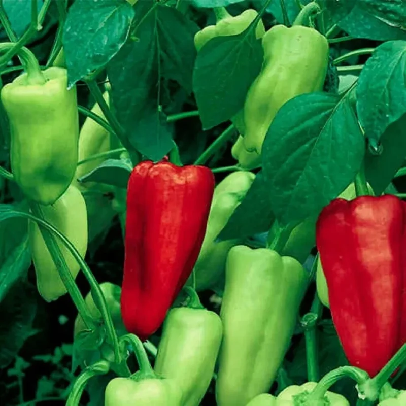 Sweet Pepperoncini Pepper Seeds - Non-GMO Heirloom Garden, 30+ Seeds - Image 1