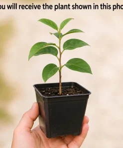 Sweet Persimmon Live Plant – 6-12 Inch Tall Tree in Quart Pot – Outdoor - Image 2