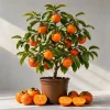 Sweet Persimmon Live Plant – 6-12 Inch Tall Tree in Quart Pot – Outdoor - Image 1