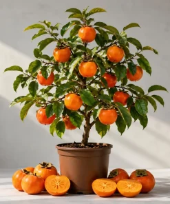 Sweet Persimmon Live Plant – 6-12 Inch Tall Tree in Quart Pot – Outdoor - Image 1
