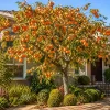 Sweet Persimmon Tree Live Plant, 6-12 Inch Tall, Quart Pot, Fruit Tree for Planting, Dormant - Image 1