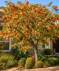 Sweet Persimmon Tree Live Plant, 6-12 Inch Tall, Quart Pot, Fruit Tree for Planting, Dormant - Image 1