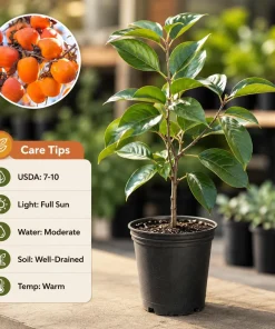 Sweet Persimmon Tree Live Plant, 6-12 Inch Tall, Quart Pot, Fruit Tree for Planting, Dormant - Image 4