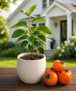 Sweet Persimmon Tree Live Plant, 6-12 Inch Tall, Quart Pot, Fruit Tree for Planting, Dormant - Image 5