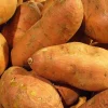 Sweet Potato Seeds for Planting - 1000g USDA Certified, Annual, Edible Vegetable - Image 1