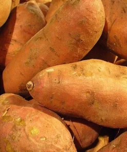 Sweet Potato Seeds for Planting - 1000g USDA Certified, Annual, Edible Vegetable - Image 1