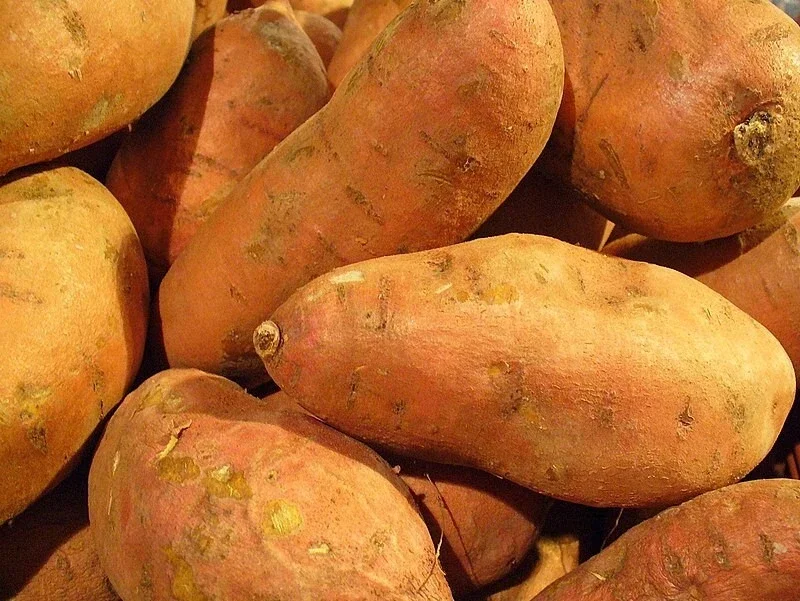 Sweet Potato Seeds for Planting - 1000g USDA Certified, Annual, Edible Vegetable - Image 1