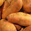 Sweet Potato Seeds for Planting - USDA Certified 113g - Edible Vining Vegetable - Image 1