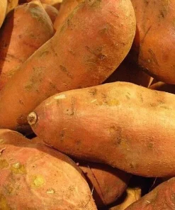 Sweet Potato Seeds for Planting - USDA Certified 113g - Edible Vining Vegetable - Image 1