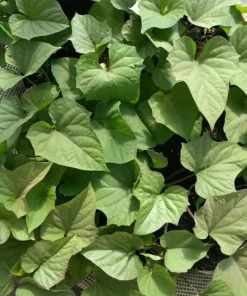 Sweet Potato Slips Variety Pack - 15 Live Slips - Purple, Okinawa, White - Image 3