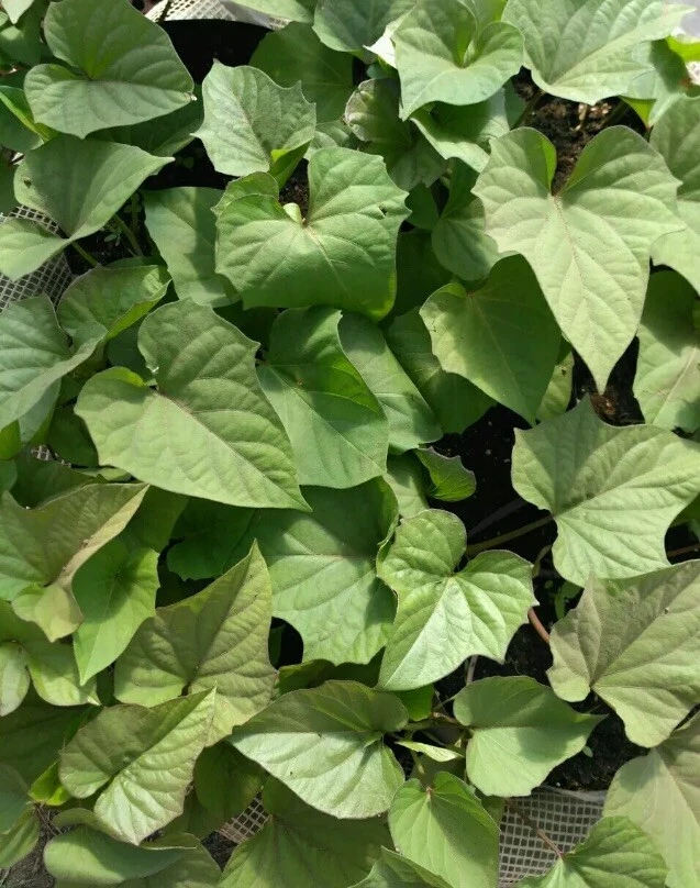 Sweet Potato Slips Variety Pack - 15 Live Slips - Purple, Okinawa, White - Image 3