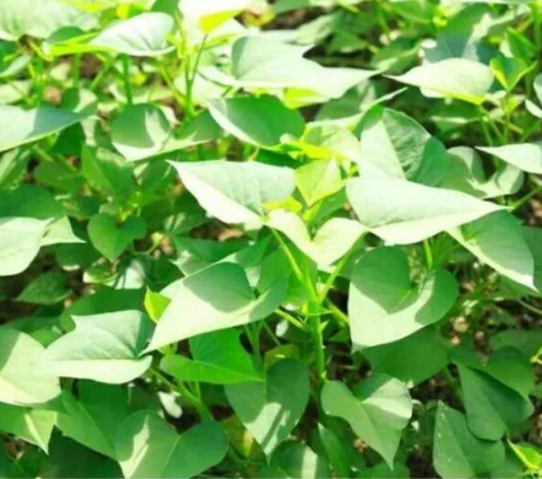Sweet Potato Slips Variety Pack - 15 Live Slips - Purple, Okinawa, White - Image 4