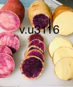 Sweet Potato Slips Variety Pack - 15 Live Slips - Purple, Okinawa, White - Image 5