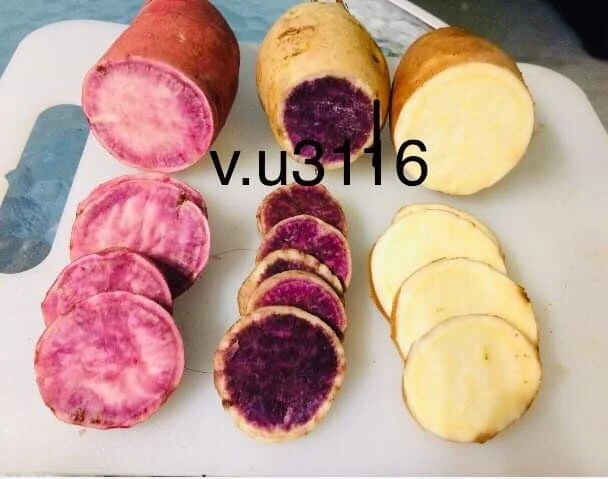Sweet Potato Slips Variety Pack - 15 Live Slips - Purple, Okinawa, White - Image 5