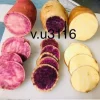 Sweet Potato Slips Variety Pack - 15 Live Slips - Purple, Okinawa, White - Image 1
