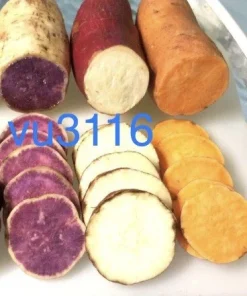 Sweet Potato Slips Variety Pack - 15 Slips (Okinawa, Japanese Red, Beauregard) - Image 1