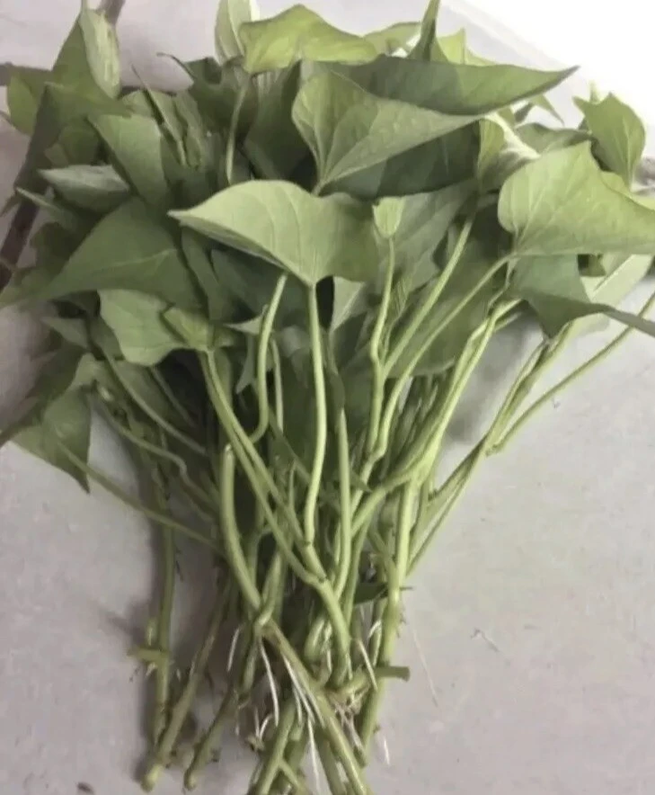 Sweet Potato Slips Variety Pack - 20 Live Slips: Korea Purple, Okinawa, White, Orange - Image 3