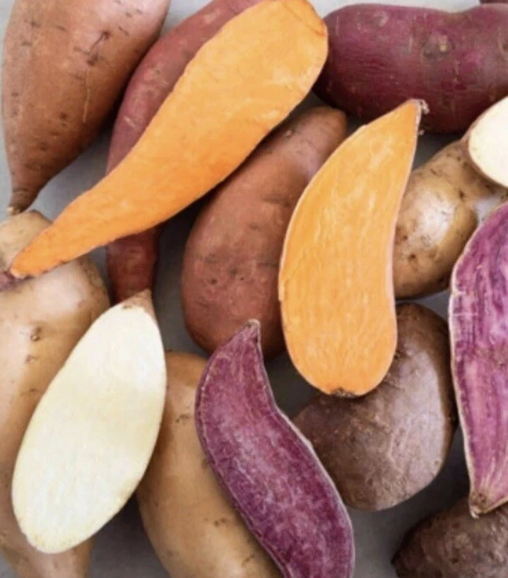 Sweet Potato Slips Variety Pack - 20 Live Slips: Korea Purple, Okinawa, White, Orange - Image 5
