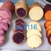 Sweet Potato Slips Variety Pack - 20 Live Slips: Korea Purple, Okinawa, White, Orange - Image 1