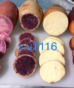 Sweet Potato Slips Variety Pack - 20 Live Slips: Korea Purple, Okinawa, White, Orange - Image 1