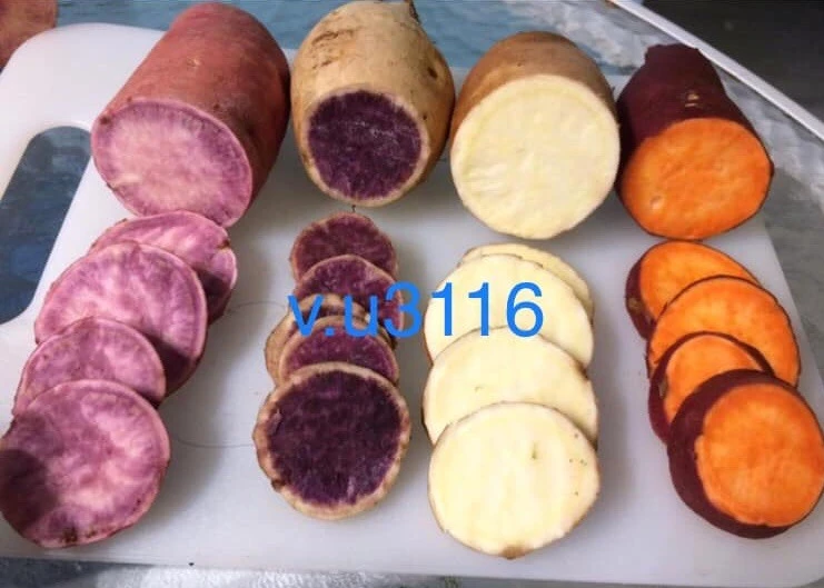 Sweet Potato Slips Variety Pack - 20 Live Slips: Korea Purple, Okinawa, White, Orange - Image 1