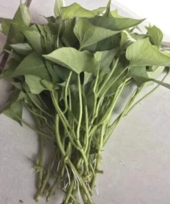 Sweet Potato Slips Variety Pack - Red Japanese, Okinawa, Beauregard - 15 Slips Live Plant - Image 2