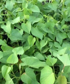 Sweet Potato Slips Variety Pack - Red Japanese, Okinawa, Beauregard - 15 Slips Live Plant - Image 3