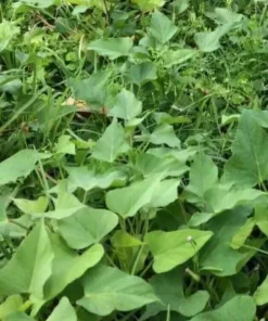 Sweet Potato Slips Variety Pack - Red Japanese, Okinawa, Beauregard - 15 Slips Live Plant - Image 4
