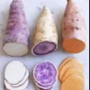 Sweet Potato Slips Variety Pack - Red Japanese, Okinawa, Beauregard - 15 Slips Live Plant - Image 1