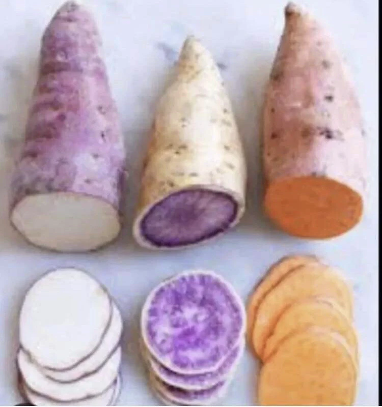 Sweet Potato Slips Variety Pack - Red Japanese, Okinawa, Beauregard - 15 Slips Live Plant - Image 1