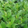 Sweet Talker Viburnum Live Plant - Fragrant Shrub 4" Pot, Semi-Evergreen - Image 1