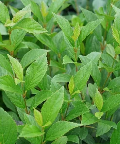 Sweet Talker Viburnum Live Plant - Fragrant Shrub 4