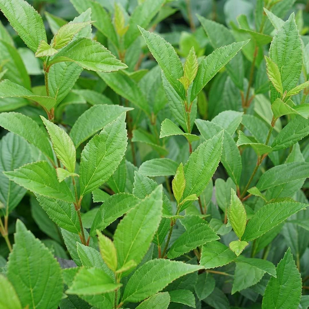 Sweet Talker Viburnum Live Plant - Fragrant Shrub 4" Pot, Semi-Evergreen - Image 1