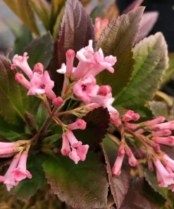Sweet Talker Viburnum Live Plant - Fragrant Shrub 4" Pot, Semi-Evergreen - Image 2